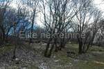 Plac, Jelenje, Podhum, prodaja, 1330m2, 42000e, id14096