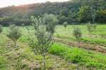 Plac, Labin, Ripenda Kras, prodaja, 13688m2, 135000e, id36110