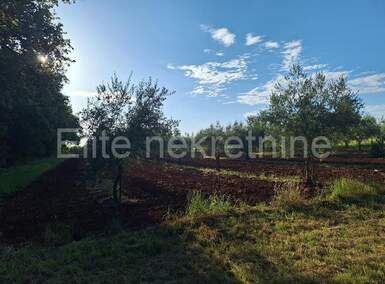 Plac, Novigrad, Novigrad, prodaja, 5000m2, 62000e, id57912