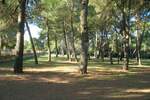 Plac, Rovinj, Rovinj, prodaja, 12058m2, 2171000e, id58588