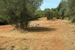 Plac, Bale, Bale, prodaja, 3060m2, 47000e, id61491