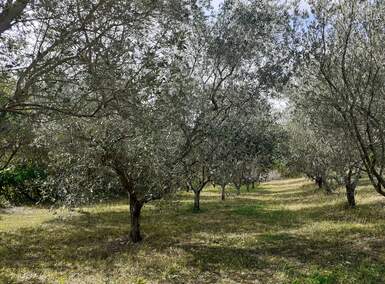 Plac, Vižinada, Vižinada, prodaja, 1240m2, 170000e, id21979