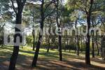 Plac, Rovinj, Rovinj, prodaja, 12058m2, 2127000e, id8842